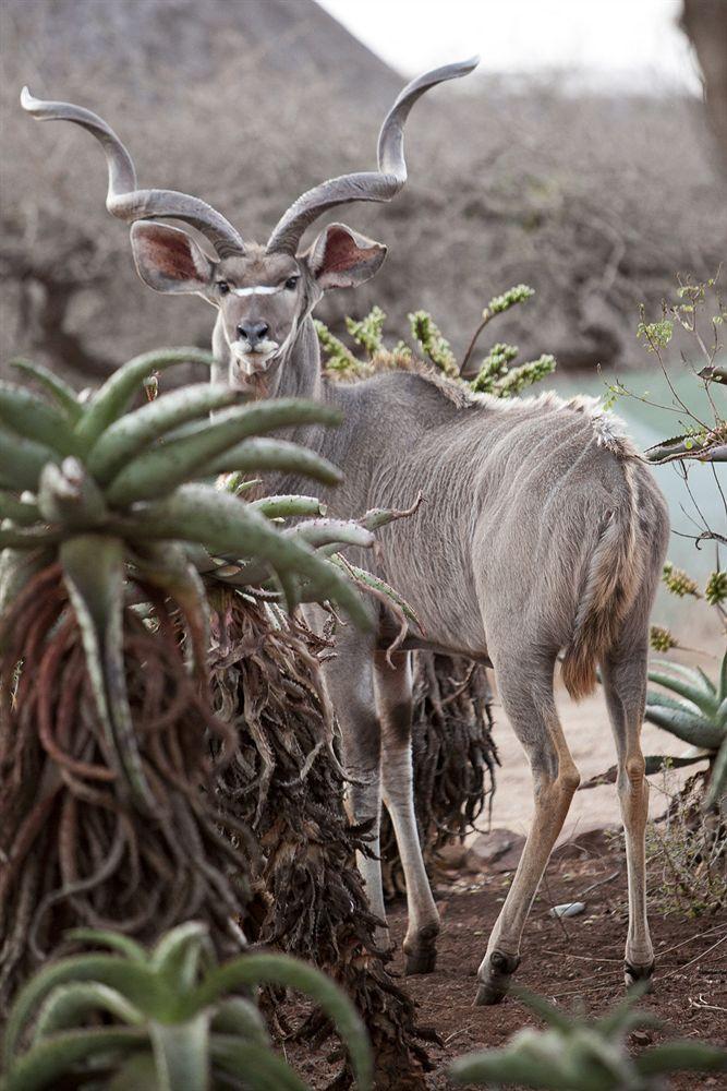 Zululand Safari Lodge Hluhluwe Bagian luar foto