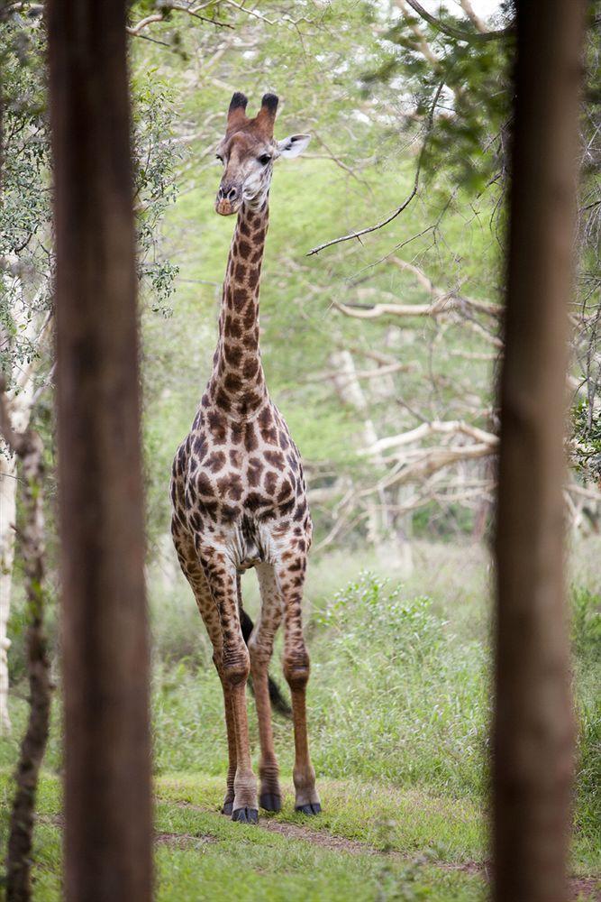 Zululand Safari Lodge Hluhluwe Bagian luar foto